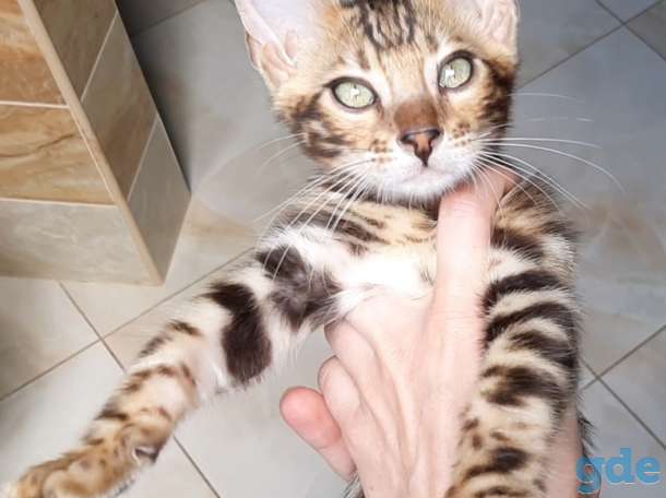 Бенгальские котята, фотография 4
