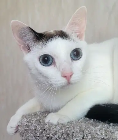 Кошка Флёр, кастрирована., фотография 9
