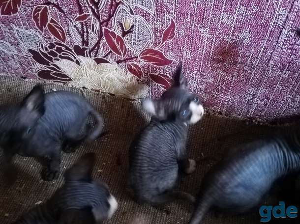 Продам котят канадского сфинкса, фотография 2