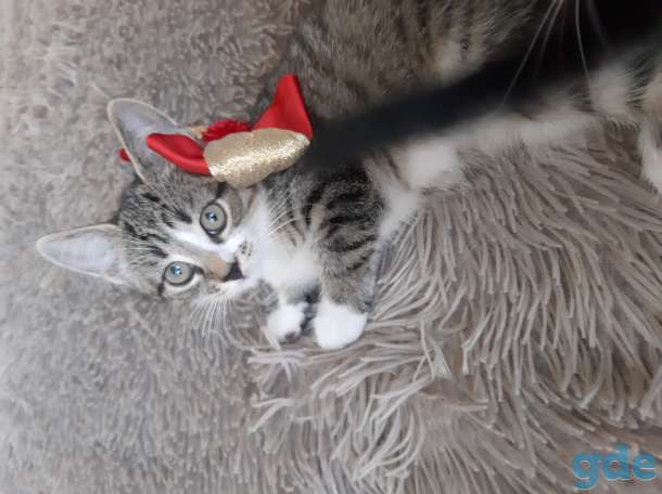 Котята, фотография 2