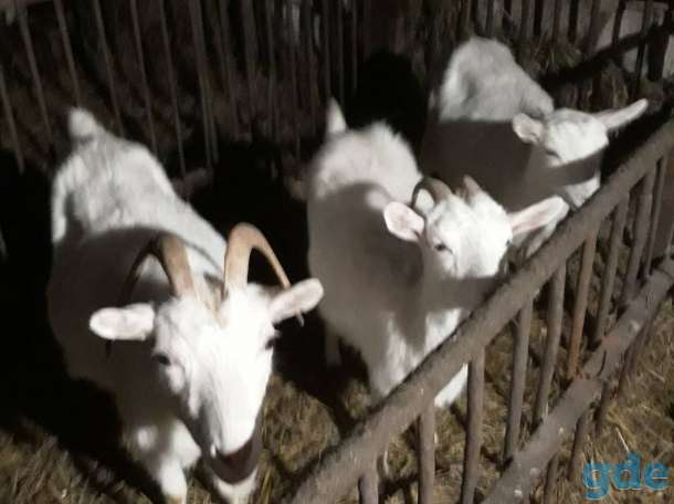 Продам коз, фотография 1