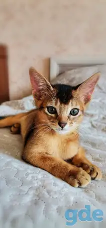 Продажа котят, фотография 1