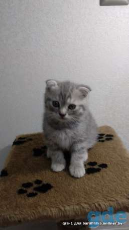Котята шотландской вислоухой, фотография 1