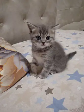 Котята, фотография 2