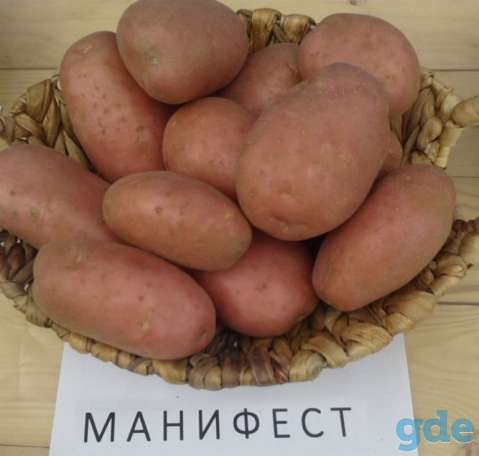 Картофель, фотография 1