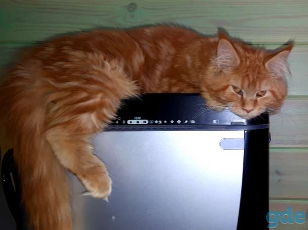 котята, фотография 3