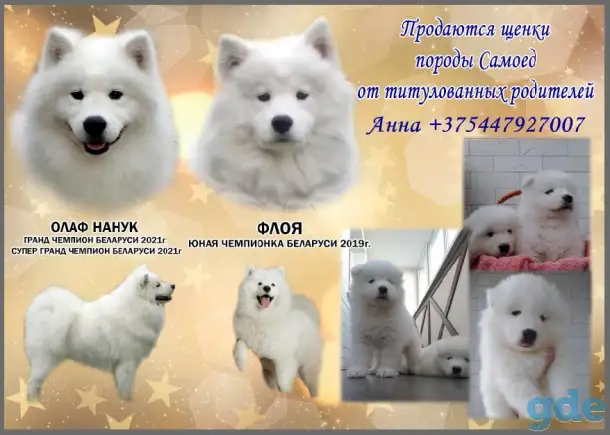 Щенки самоеда, фотография 3