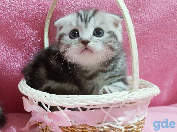 Шотландские вислоухие котята., фотография 5
