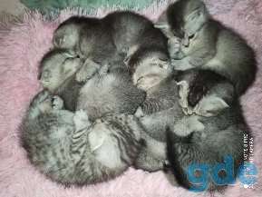 Котята, фотография 1