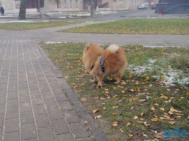 Вязка шпиц, фотография 3