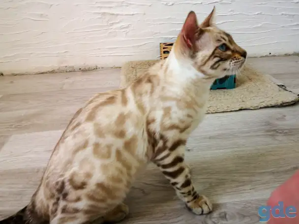 Бенгальские котята, фотография 3