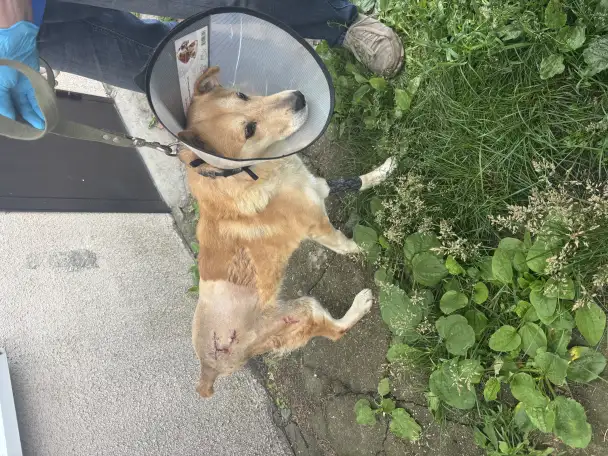 Собака после ДТП!, фотография 3