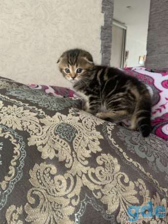 Продам котят шотландской вислоухой, фотография 9