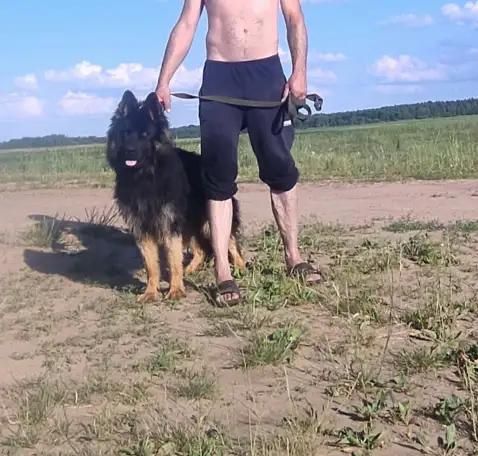 Немецкая овчарка, фотография 2