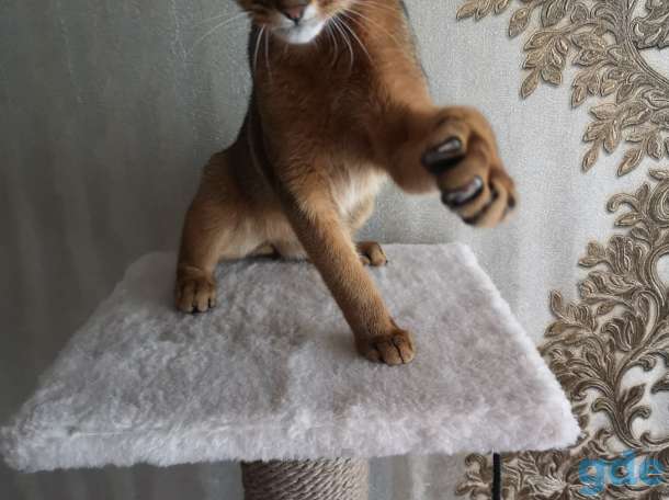 Абиссинский котёнок, фотография 4