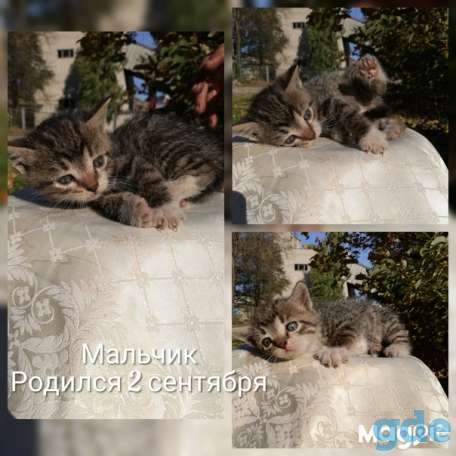 Котята ищут дом или передержку, фотография 4