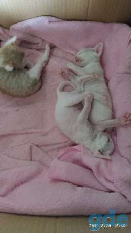 Котята Девон -Рекс, фотография 2