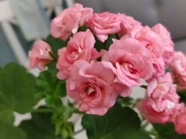 Розебудные цветущие герани Antique Rose - 15 и 22 рублей, фотография 1