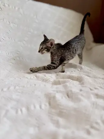 Котята ориентальной породы девочки, фотография 8