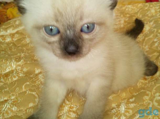 котята породы Венская Маскарадная, фотография 1