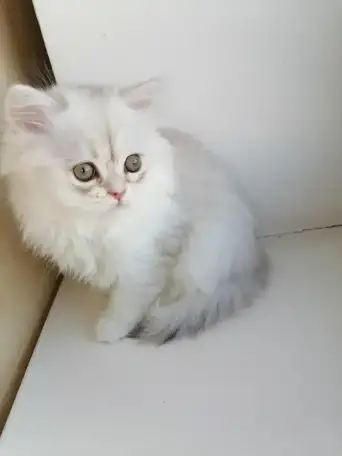 Британская кошечка, фотография 1