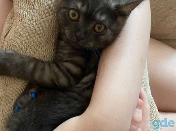 Британский короткошерстый котенок, фотография 8