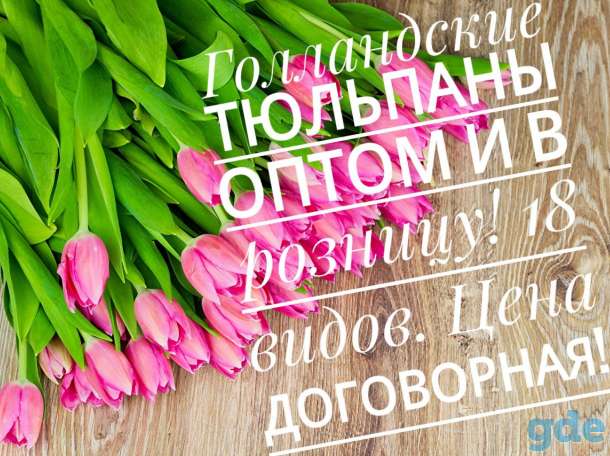 Голландские тюльпаны, фотография 1