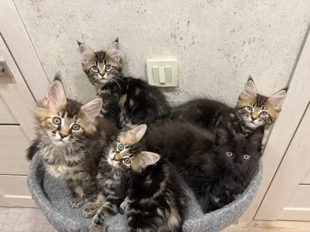 Котята породы Мейн-кун, фотография 1