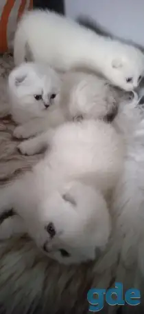 Шотландские котята, фотография 3