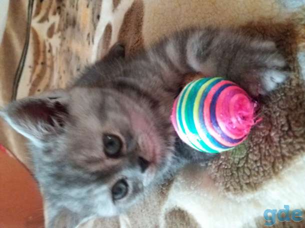 Продам чистокровных котят, фотография 7