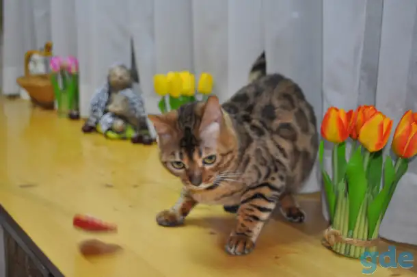 Бенгальская кошечка, фотография 2