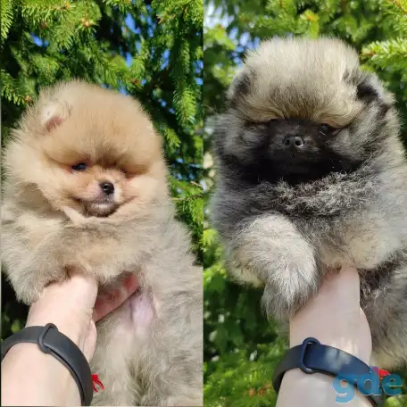 Померанский шпиц, щенки. Мини мишки, фотография 1