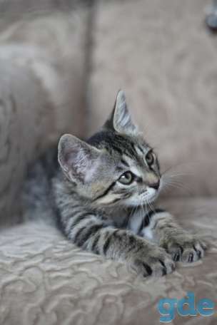 Котенок ищет дом, фотография 1