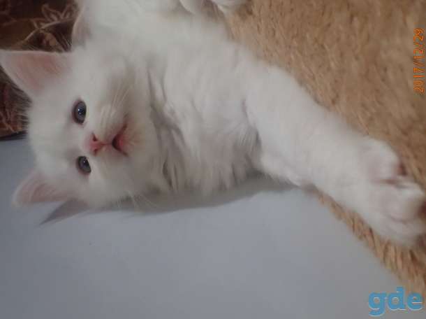 Котята породы Мейн Кун, фотография 5