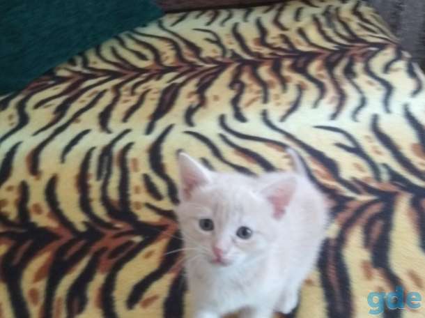 Котята в добрые руки, фотография 6