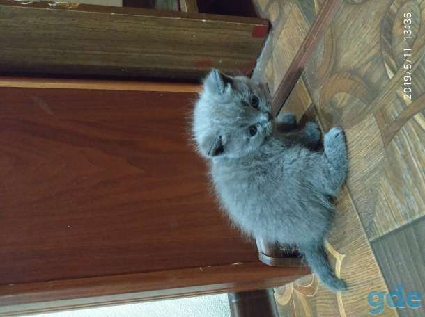 Британские котята, фотография 3