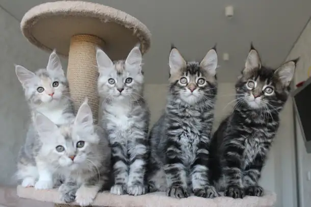 Котята мейн-кун!, фотография 1