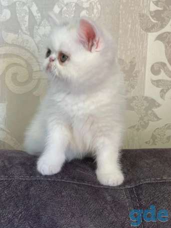 Продам котят экозотов, фотография 3