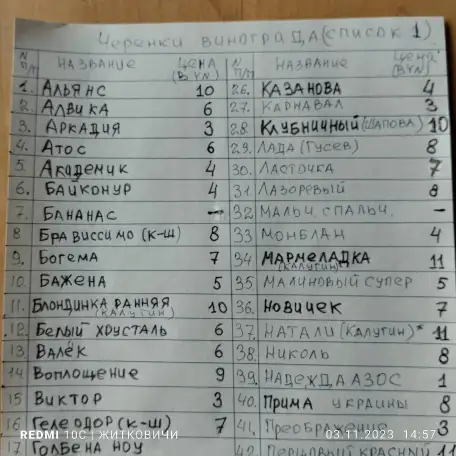 черенки и саженцы винограда белпочта, фотография 4