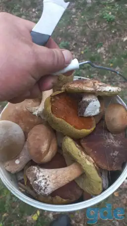 Чихуашки готовятся к продаже, фотография 2