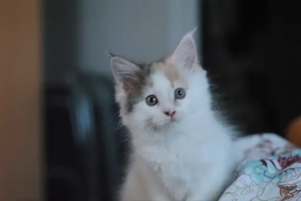 котенок мейн-кун, фотография 1