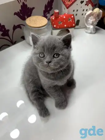 Британские котята., фотография 7