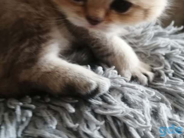 Продам котят. Шотландская шиншилла., фотография 1