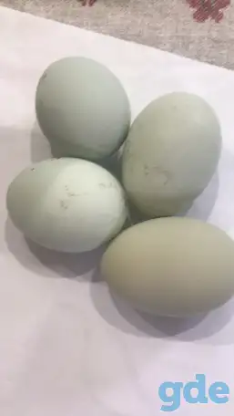 Продажа яиц, фотография 1