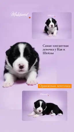 бордер-колли щенки из питомника, фотография 3