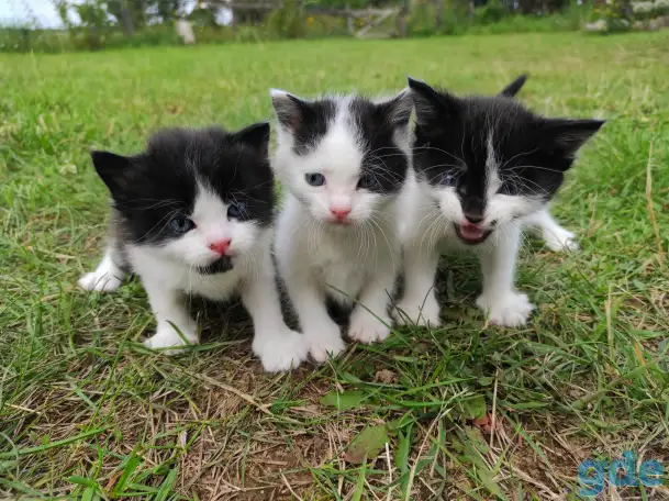 Котята (3 недели), фотография 1