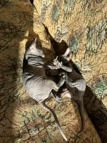 Котятки донского сфинкса, фотография 6