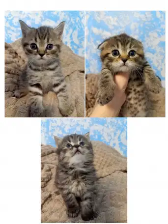 Шотландские котята, фотография 1