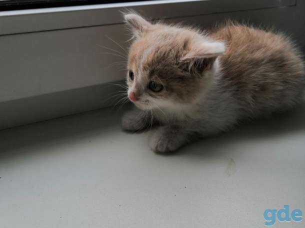 Котенок в дар, фотография 5