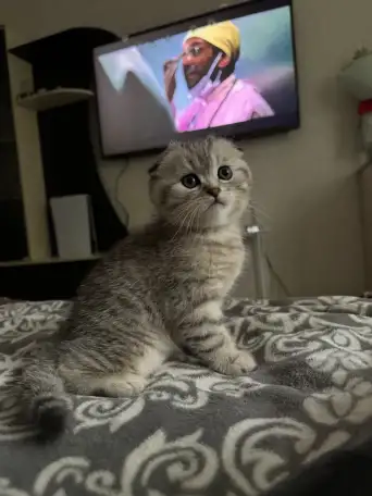 Шотландские котятатабби, фотография 1